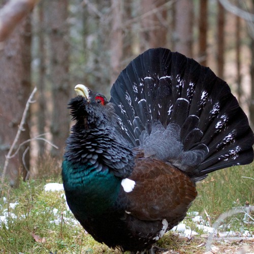 Cairngorms National Park Scotland Capercaillie