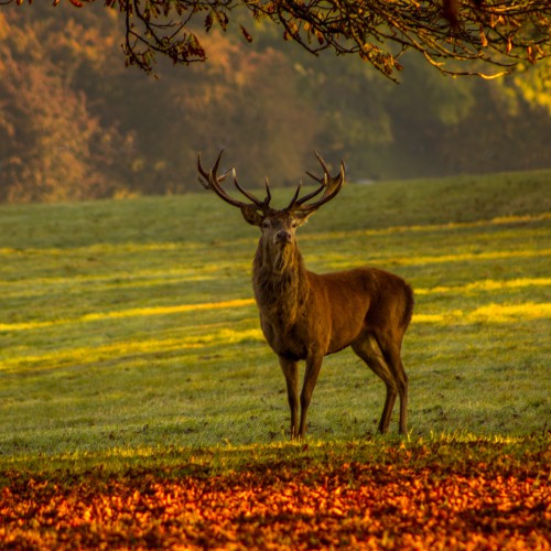 Stag Cairngorms Scotland