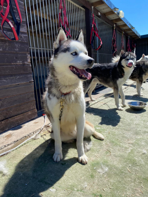 Siberian Husky Dogs 