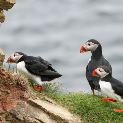 RSPB Fowlsheugh Puffins Stonehaven