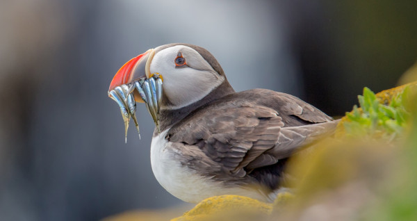 Puffin on the cliff edge with fish in its mouth