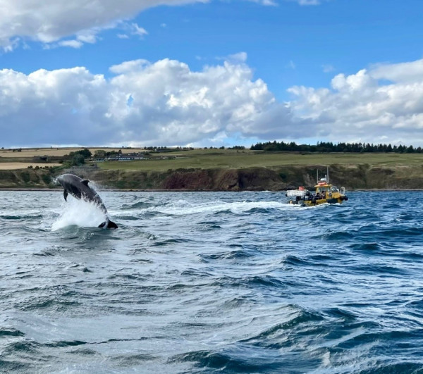 Stonehaven Shellfish and Boat Trip with Dolphin Jumping Out the Water