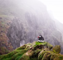 Puffin Dalriada