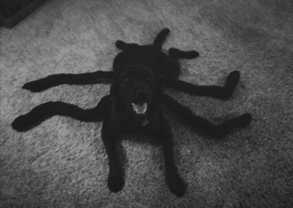 Raven Halloween Outfit Spider3