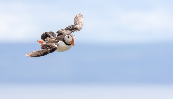 Puffin Flying RSPB Fowlsheugh Ian Hastie