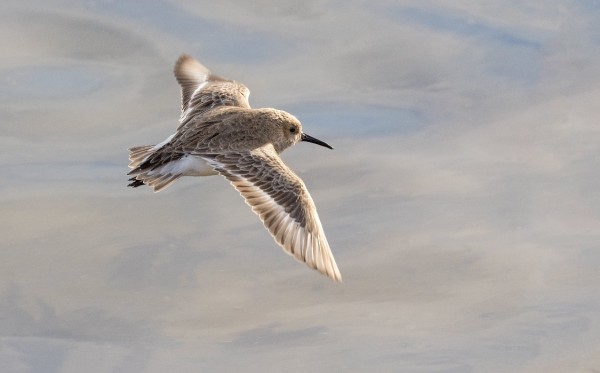 Dunlin at Cowie Stonehaven Ian Hastie